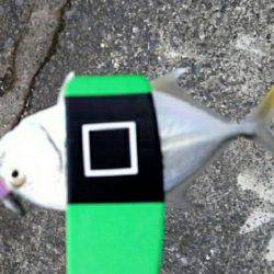 ライトゲームで多種目釣り